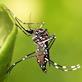 Mosquito Image by Muhammad Mahdi Karim