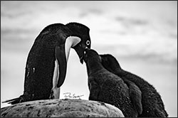 An Adelie penguin feeding her chicks.
Photo by Drew Spacht