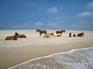 Assteague Island Horses